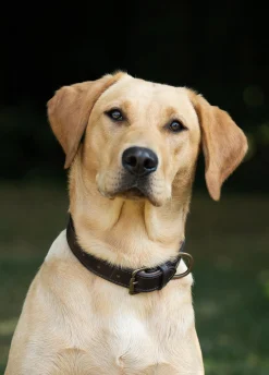 Axel Padded Leather dog collar - Mahogany